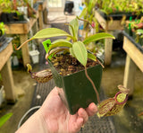 Nepenthes (maxima x talangensis) x hamata BE-3777