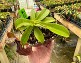 Nepenthes spathulata x hamata BE-3712