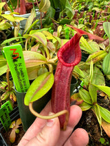Nepenthes (veitchii x lowii) x (burbidgeae x edwardsiana) BE-3980 *SPECIMENS*