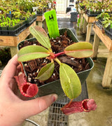 Nepenthes (veitchii x lowii) x (burbidgeae x edwardsiana) BE-3980 *SPECIMENS*