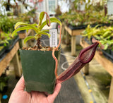 Nepenthes bongso BE-3036