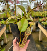 Nepenthes platychila AW *INDIVIDUAL SEEDLINGS CLONE AW*