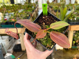 Nepenthes x Alisaputrana BE-3865 *SEED-GROWN* *SPECIMENS*