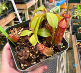Nepenthes ampullaria x fusca BE-3941