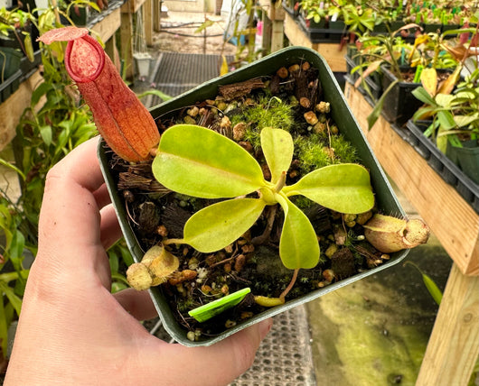 Nepenthes (veitchii x lowii) x sp. #1 BE-3844