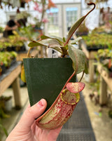 Nepenthes (veitchii x lowii) x spectabilis BE-3400