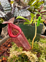 Nepenthes robcantleyi x tenuis BE-3982