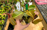 Nepenthes robcantleyi x veitchii BE-3933