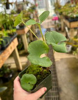Utricularia cornigera (previously U. reniformis "Giant"/"Big Sister")