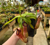 Nepenthes ventricosa x hamata BE-3672