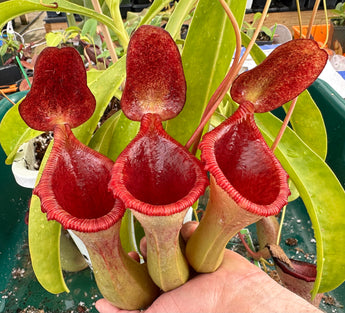Nepenthes lowii x ventricosa 