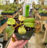 Nepenthes eymae
