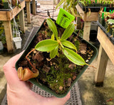Nepenthes jamban BE-3875
