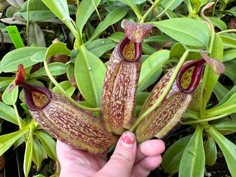 Nepenthes maxima x aristolochioides BE-3578 *ROOTED CUTTINGS*