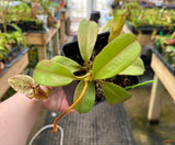 Nepenthes platychila AW *INDIVIDUAL SEEDLINGS CLONE AW*