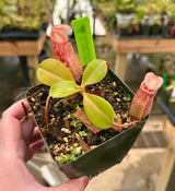 Nepenthes (ventricosa x sibuyanensis) x robcantleyi 'King of Spades' BE-4031