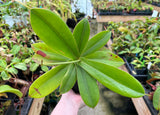 Nepenthes sibuyanensis x merrilliana BE-3542