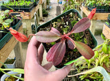 Nepenthes peltata (Mount Hamiguitan) BE-4025