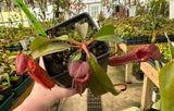 Nepenthes (veitchii x lowii) x (burbidgeae x edwardsiana) BE-3980 *SPECIMENS*