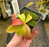 Nepenthes 'Rokko' x x Josefita *SEED-GROWN*
