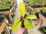 Nepenthes boschiana *SEED-GROWN*