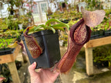 Nepenthes spathulata x hamata BE-3712