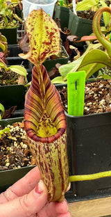 Nepenthes (burbidgeae x veitchii) x mollis AW