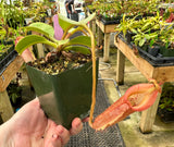 Nepenthes robcantleyi x (burbidgeae x edwardsiana) BE-4020 *SEED-GROWN* *SPECIMEN*