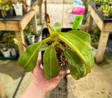 Nepenthes (burbidgeae x veitchii) x mollis AW