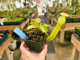 Nepenthes robcantleyi x reinwardtiana BE-3960