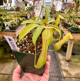 Nepenthes burkei x reinwardtiana BE-3849