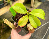 Nepenthes (veitchii x lowii) x mira BE-3910
