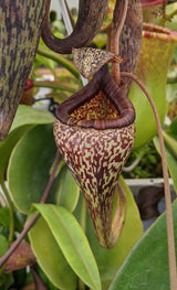 Nepenthes vogelii BE-3256 *ROOTED CUTTING*