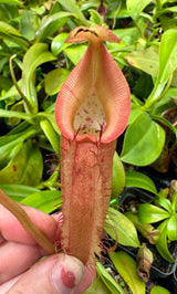 Nepenthes robcantleyi x (burbidgeae x edwardsiana) BE-4020 *SEED-GROWN* *SPECIMEN*