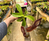 Nepenthes spathulata x hamata BE-3712