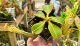 Nepenthes chaniana x veitchii BE-3137