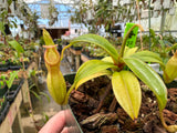 Nepenthes (ampullaria x mirabilis) x dubia - BE-3694