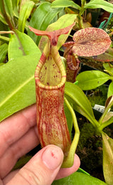Nepenthes 'Rokko' x x Josefita *SEED-GROWN*