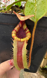 Nepenthes (veitchii x lowii) x (burbidgeae x edwardsiana) BE-3980 *SPECIMENS*