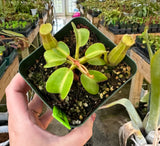 Nepenthes truncata “Pasian” BE-3203