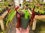 Nepenthes pulchra AW