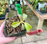Nepenthes veitchii x lowii BE-4006 *SPECIMENS*