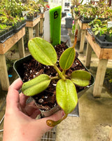 Nepenthes eymae