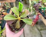 Nepethes glandulifera x (burbidgeae x edwardsiana) BE-3990