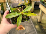 Nepenthes ampullaria x aristolochioides - BE-3658