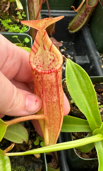 Nepenthes (veitchii x lowii) x sumadera BE-3844