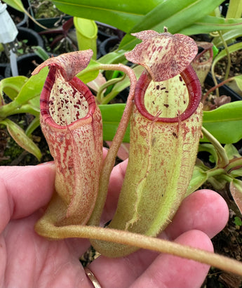 Nepenthes burbidgeae x (maxima x talangensis) BE-3764