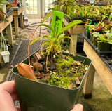 Nepenthes jamban BE-3875