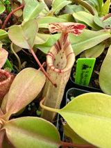 Nepenthes sibuyanensis x (veitchii x lowii) BE-3986