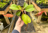 Nepenthes robcantleyi x (burbidgeae x edwardsiana) BE-4020 *SEED-GROWN* *SPECIMEN*